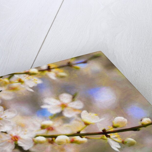 Blossom Joy, 2019 by Helen White