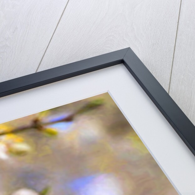 Blossom Joy, 2019 by Helen White