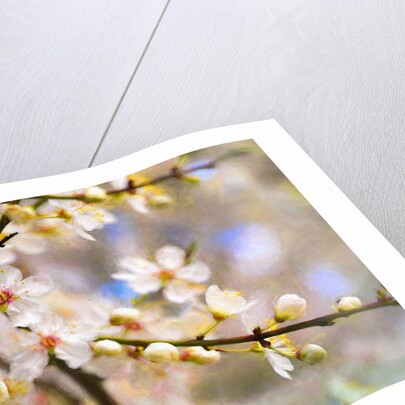 Blossom Joy, 2019 by Helen White