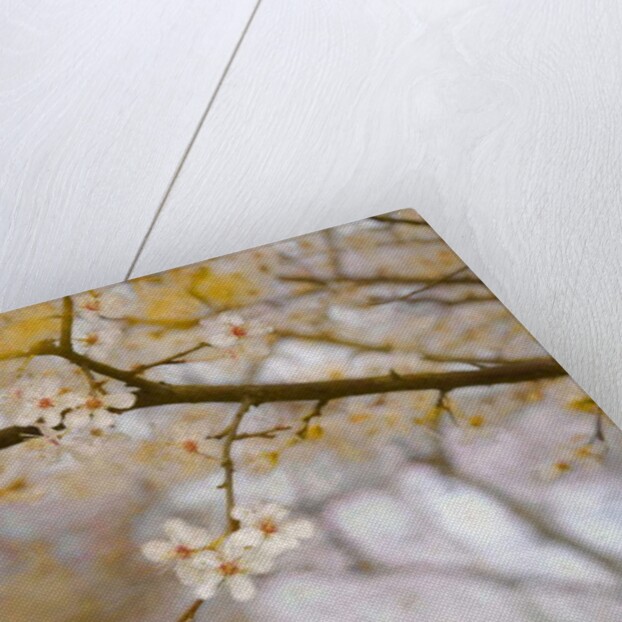 Golden Springtime, 2019 by Helen White