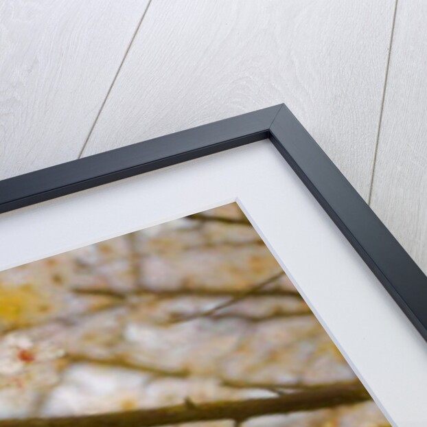 Golden Springtime, 2019 by Helen White