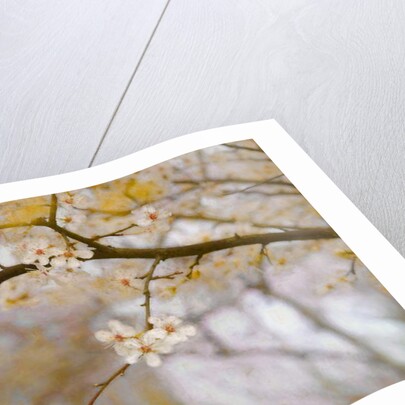 Golden Springtime, 2019 by Helen White