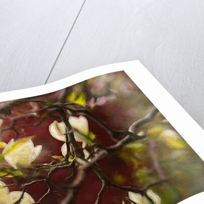 Magnolia, 2018 by Helen White