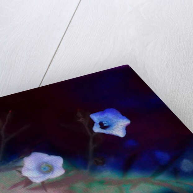 Transience, 2019 by Helen White