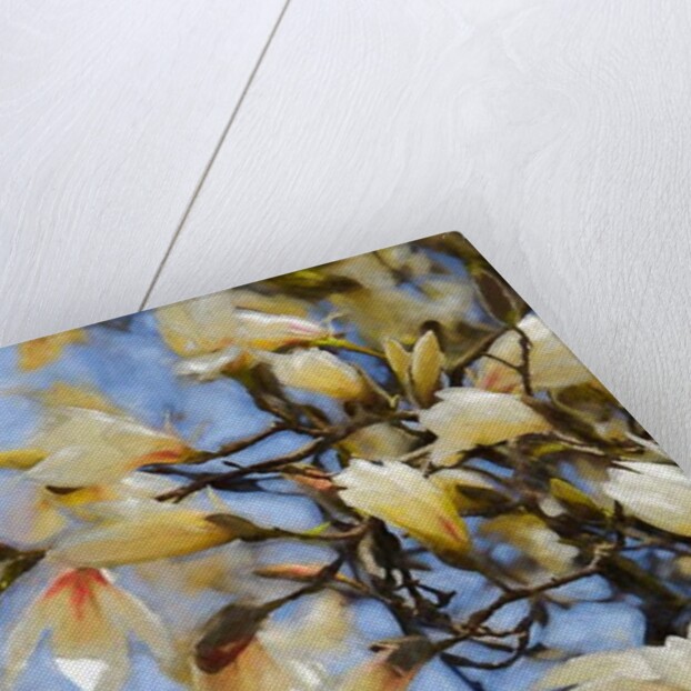 Blue Sky Magnolia, 2019 by Helen White