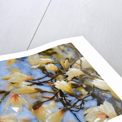 Blue Sky Magnolia, 2019 by Helen White