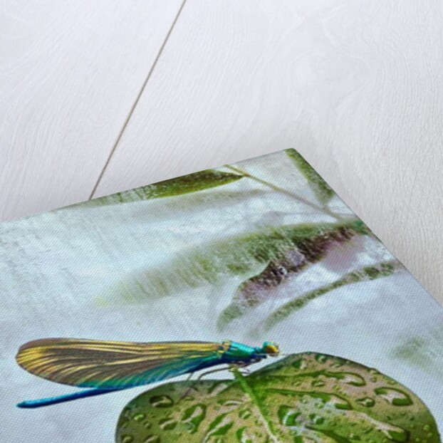 Flying visit, 2019 by Helen White