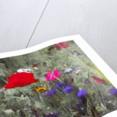 Wild, 2019 by Helen White