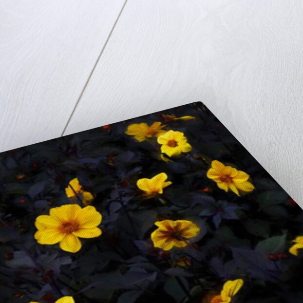 Yellow Velvet, 2019 by Helen White