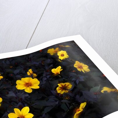 Yellow Velvet, 2019 by Helen White