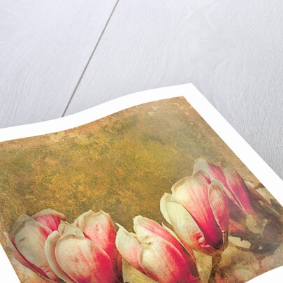 Vintage Magnolia; 2019 by Helen White