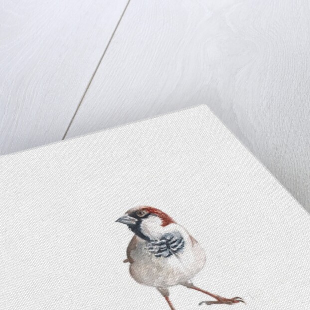 Male Sparrow III, 2022 by Helen White