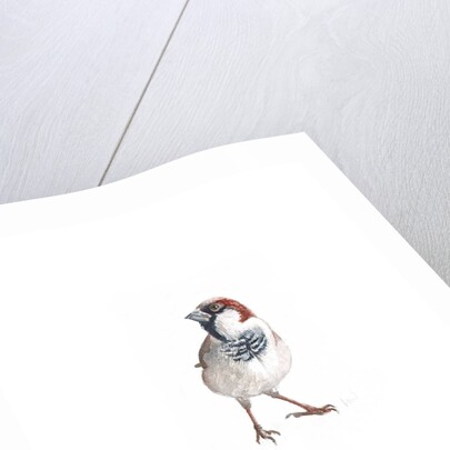 Male Sparrow III, 2022 by Helen White