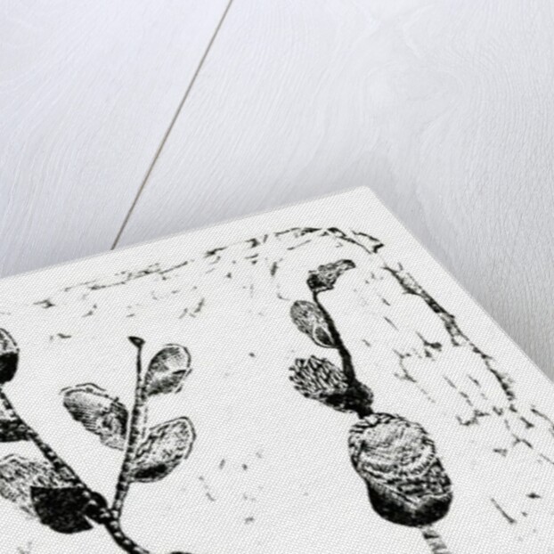 Sleeping Pussy Willow, 2014 by Bella Larsson