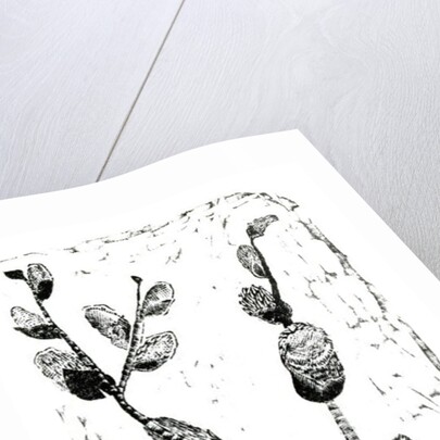 Sleeping Pussy Willow, 2014 by Bella Larsson