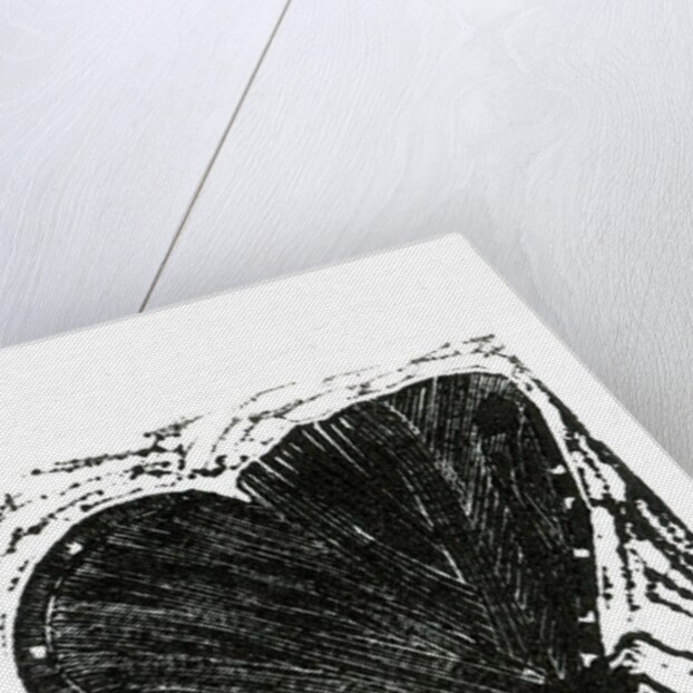 Dark Moth, 2013 by Bella Larsson