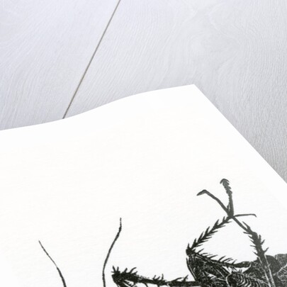 Dead Cockroach, 2014, by Bella Larsson