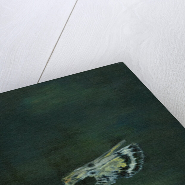 Moth Wing, 2014 by Bella Larsson