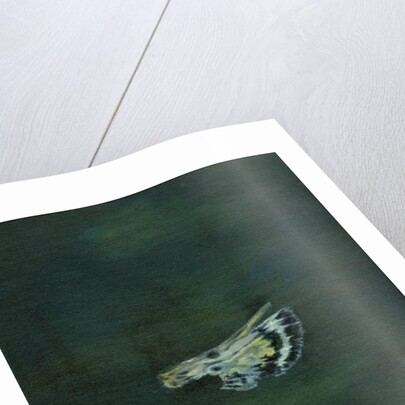 Moth Wing, 2014 by Bella Larsson