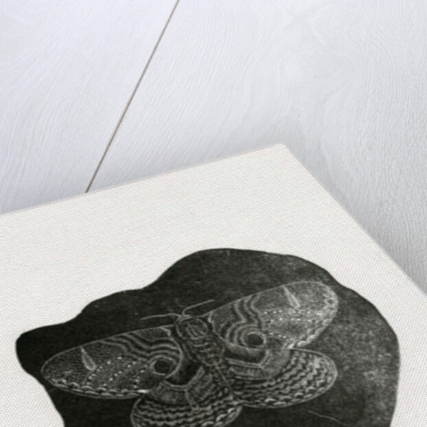 Night Butterfly, 2016 by Bella Larsson