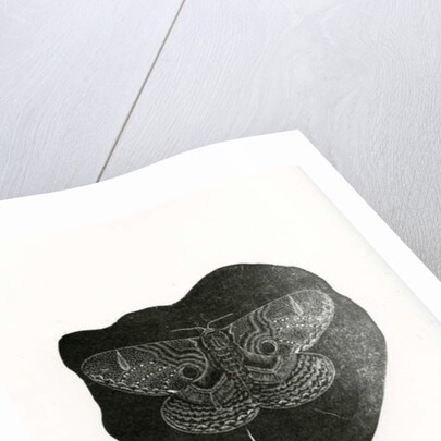 Night Butterfly, 2016 by Bella Larsson