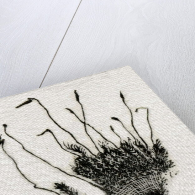 Budding Moss, 2014 by Bella Larsson