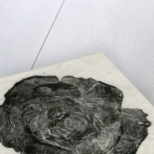 Pine Rose, 2014 by Bella Larsson