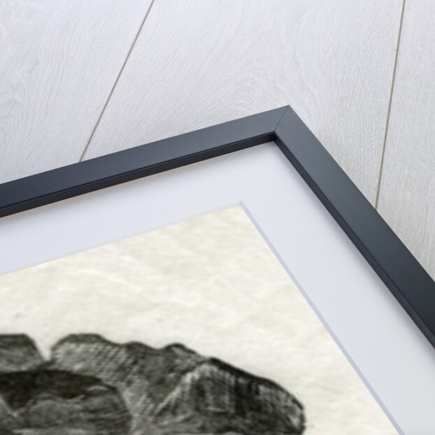 Pine Rose, 2014 by Bella Larsson