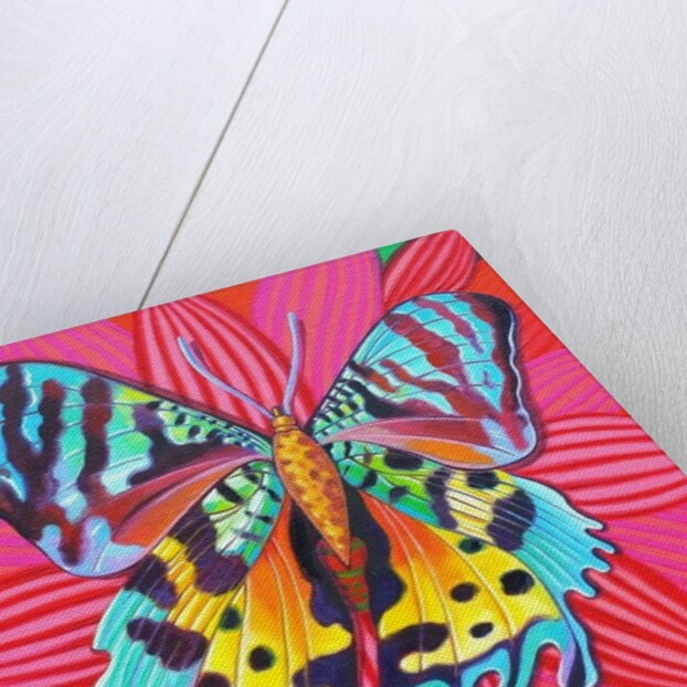 Sunset Moth, 2014 by Jane Tattersfield