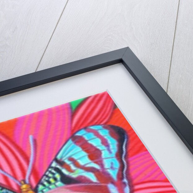 Sunset Moth, 2014 by Jane Tattersfield