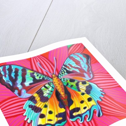 Sunset Moth, 2014 by Jane Tattersfield