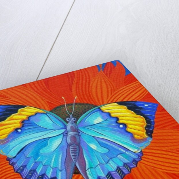 Indian Leaf Butterfly, 2014 by Jane Tattersfield