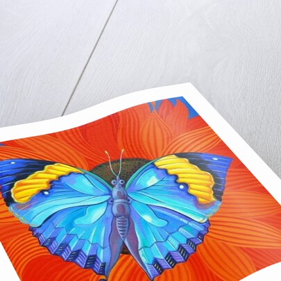Indian Leaf Butterfly, 2014 by Jane Tattersfield