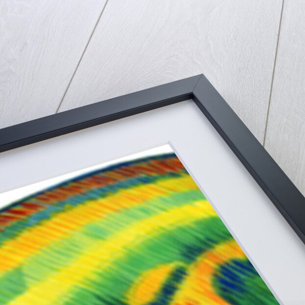 Ferret, 1996 by Jane Tattersfield