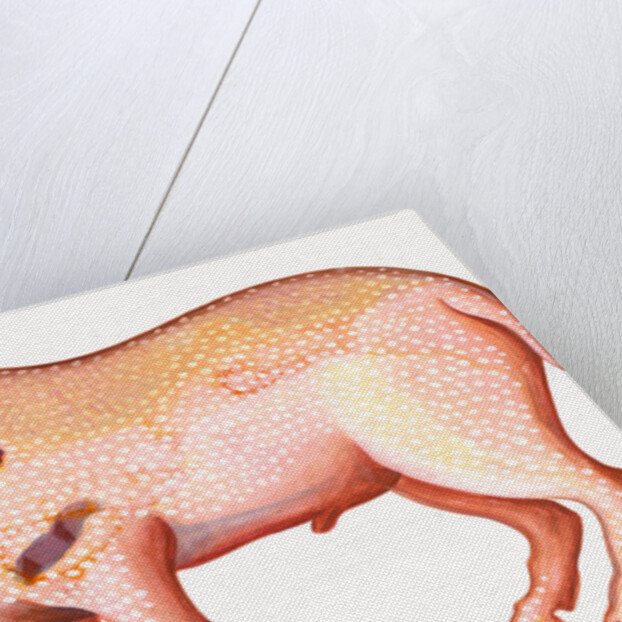 Aries the Ram, 1996 by Jane Tattersfield