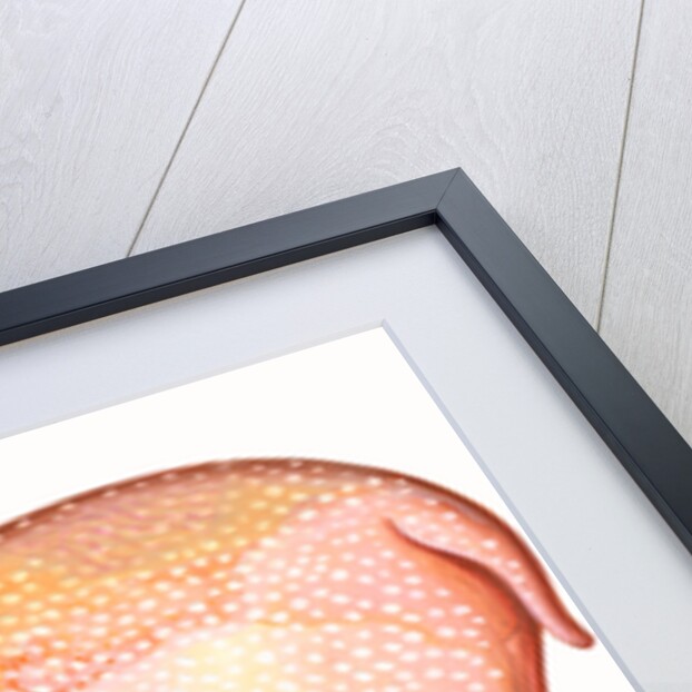 Aries the Ram, 1996 by Jane Tattersfield