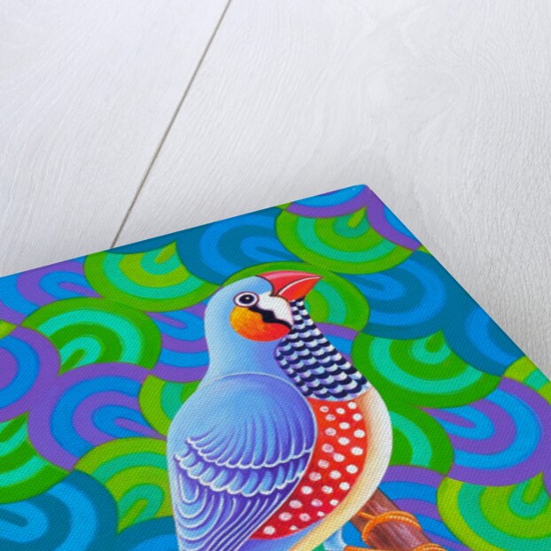 Zebra finch, 2023 by Jane Tattersfield