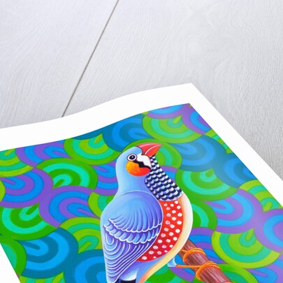 Zebra finch, 2023 by Jane Tattersfield