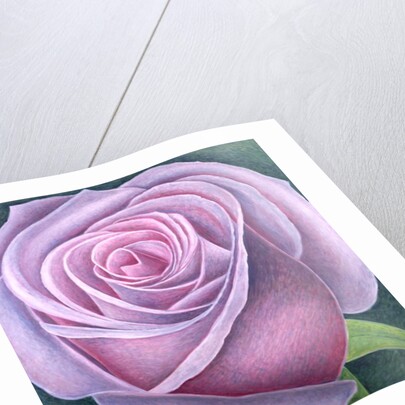 Big Rose, 2003 by Ruth Addinall
