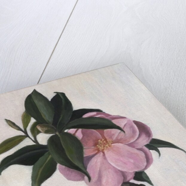 Camellia by Ruth Addinall