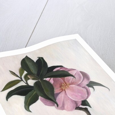 Camellia by Ruth Addinall