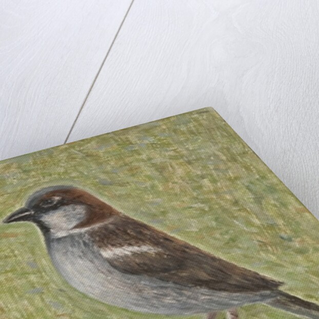 House Sparrow, 2008 by Ruth Addinall