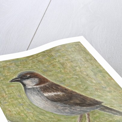 House Sparrow, 2008 by Ruth Addinall