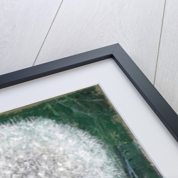 Dandelion Head, 2008 by Ruth Addinall