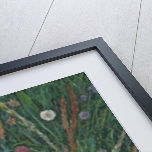 Plants of the Machair, 2008 by Ruth Addinall