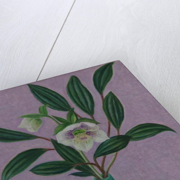 Hellebores with Viburnum Leaves, 2015 by Ruth Addinall