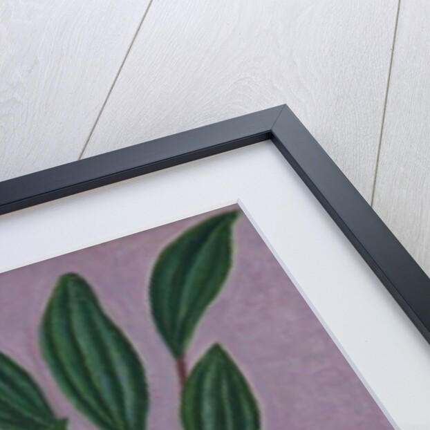 Hellebores with Viburnum Leaves, 2015 by Ruth Addinall