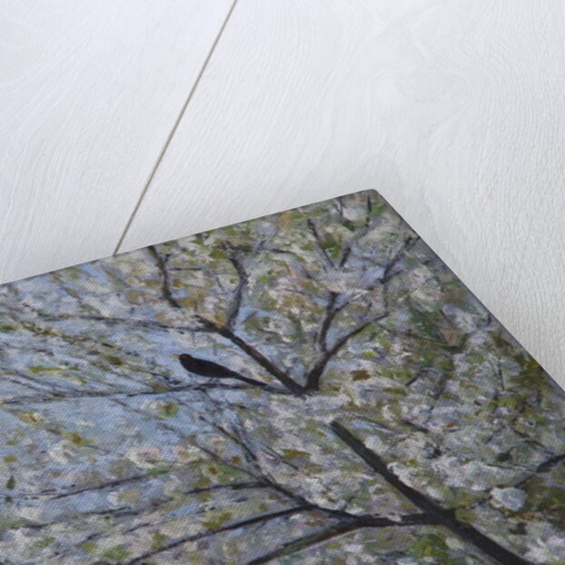 Blackbird Singing in Cherry Blossom by Ruth Addinall