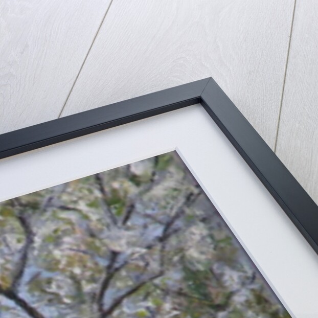 Blackbird Singing in Cherry Blossom by Ruth Addinall