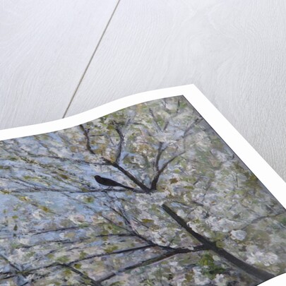 Blackbird Singing in Cherry Blossom by Ruth Addinall